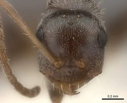 Melophorus sericothrix - CASENT0217724