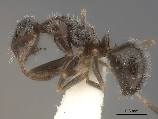 Melophorus sericothrix - CASENT0217724