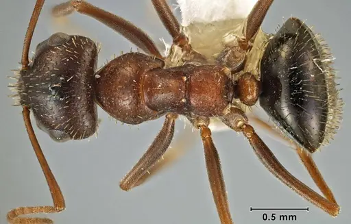 Melophorus setosus specimen