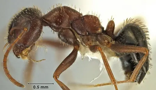 Melophorus setosus specimen