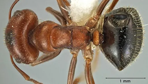 Melophorus setosus - ANIC32-066657-2