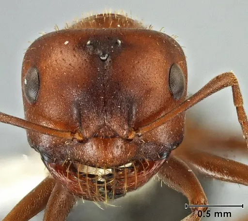 Melophorus setosus - ANIC32-066657-2