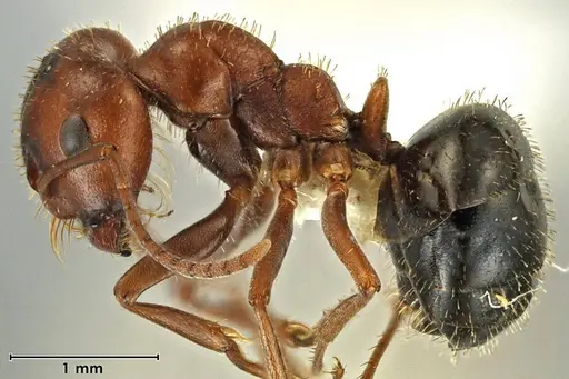 Melophorus setosus - ANIC32-066657-2