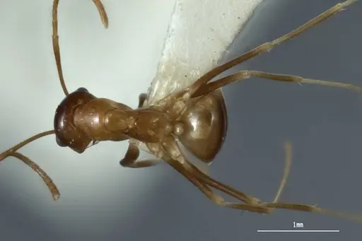 Melophorus subulipalpus specimen