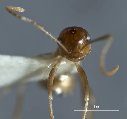 Melophorus subulipalpus specimen