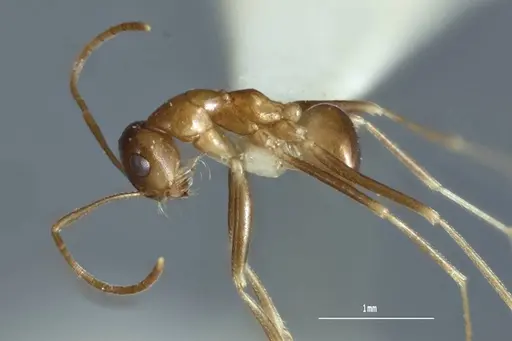 Melophorus subulipalpus specimen