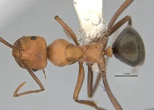 Melophorus sulconotus specimen