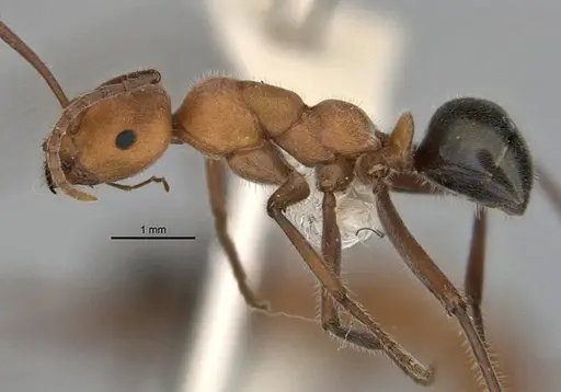 Melophorus sulconotus specimen