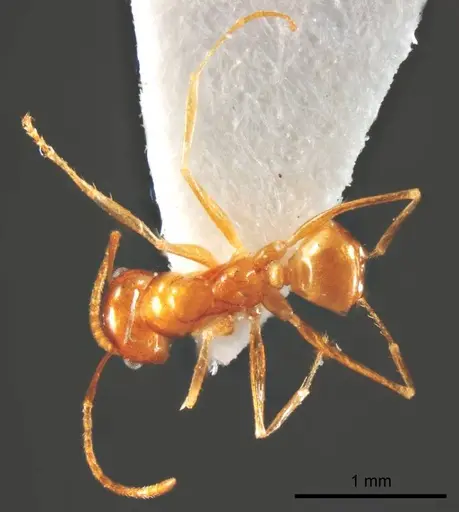Melophorus sulla specimen