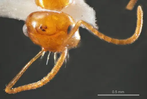 Melophorus sulla specimen