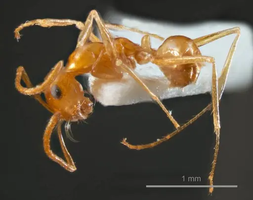 Melophorus sulla specimen