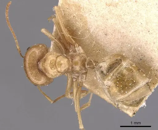 Melophorus sulla - CASENT0905127