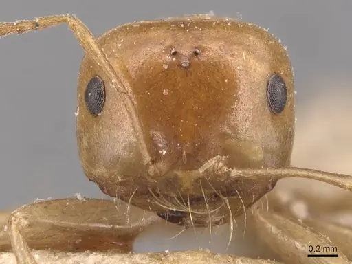 Melophorus sulla - CASENT0905127