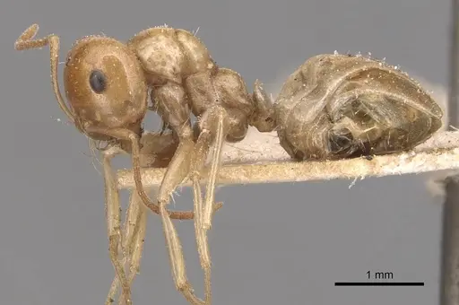 Melophorus sulla - CASENT0905127