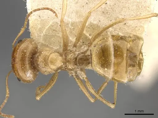 Melophorus sulla - CASENT0909817