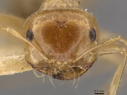 Melophorus sulla - CASENT0909817