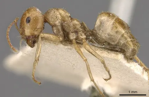 Melophorus sulla - CASENT0909817