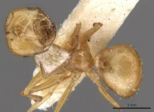 Melophorus sulla - CASENT0909818