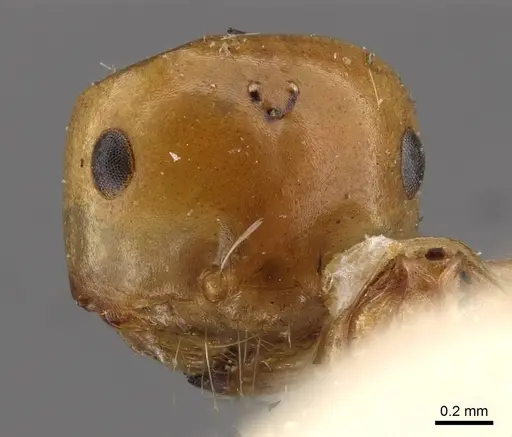 Melophorus sulla - CASENT0909818