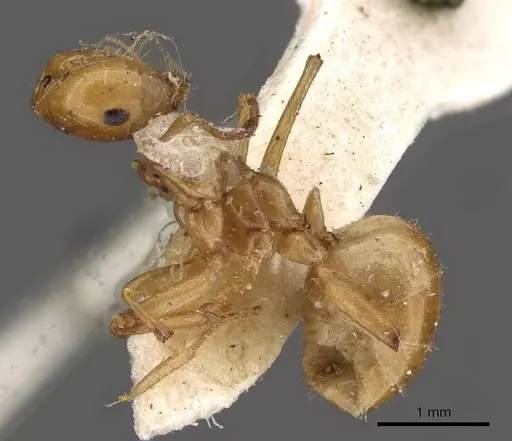 Melophorus sulla - CASENT0909818