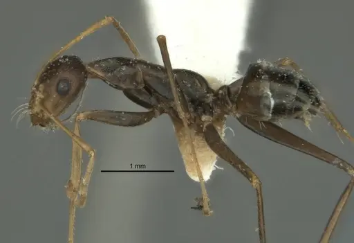 Melophorus tenuis specimen