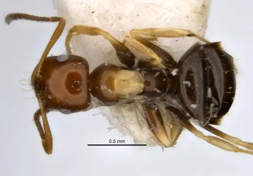 Melophorus translucens specimen