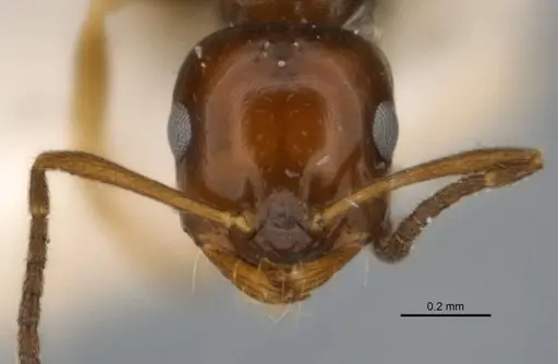 Melophorus translucens specimen