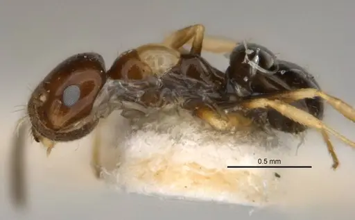 Melophorus translucens specimen