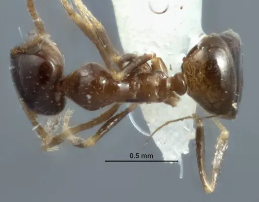 Melophorus turbineus specimen