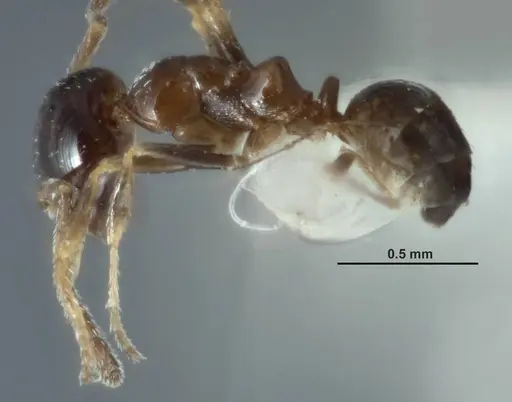 Melophorus turbineus specimen