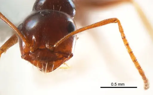 Melophorus turneri specimen