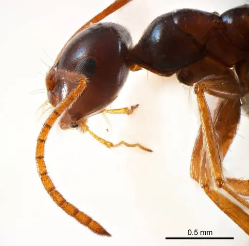 Melophorus turneri specimen