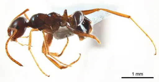 Melophorus turneri - ANTWEB1008666