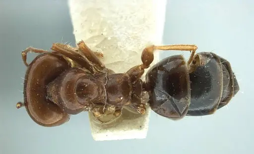 Melophorus turneri - ANTWEB1038560