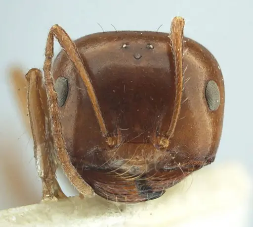 Melophorus turneri - ANTWEB1038560