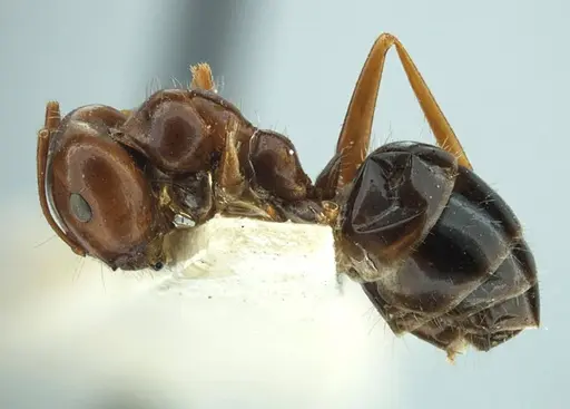 Melophorus turneri - ANTWEB1038560