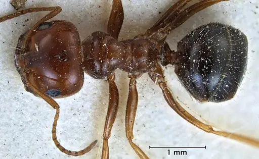 Melophorus turneri - ANTWEB1038564