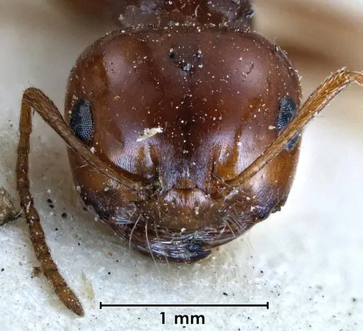 Melophorus turneri - ANTWEB1038564
