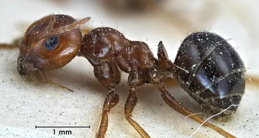 Melophorus turneri - ANTWEB1038564