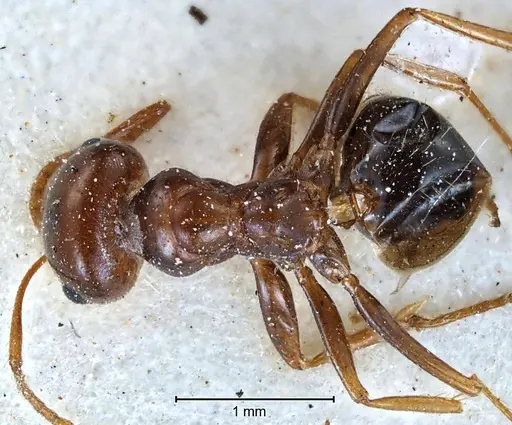 Melophorus turneri - ANTWEB1038565