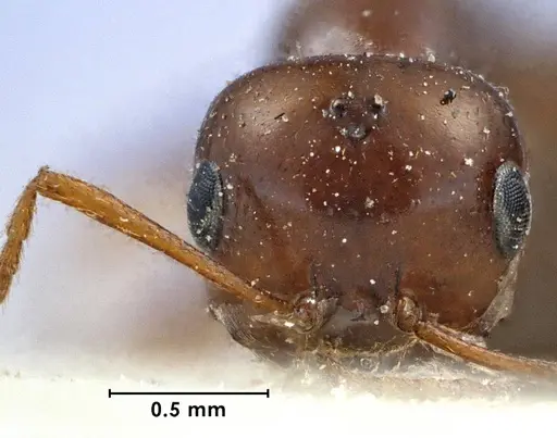 Melophorus turneri - ANTWEB1038565