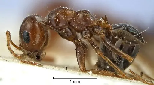 Melophorus turneri - ANTWEB1038565