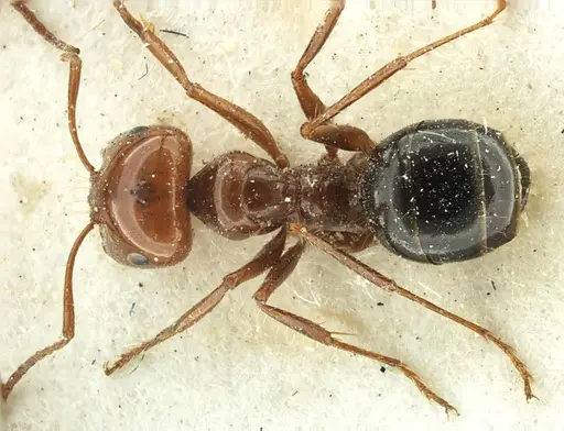 Melophorus turneri - ANTWEB1038577
