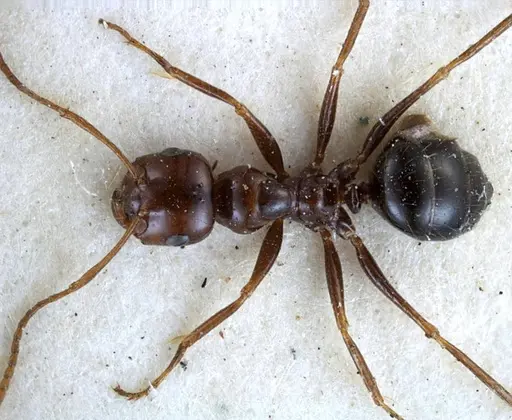 Melophorus turneri - ANTWEB1038578