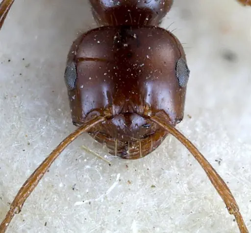 Melophorus turneri - ANTWEB1038578