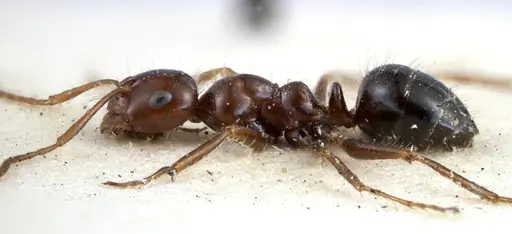 Melophorus turneri - ANTWEB1038578