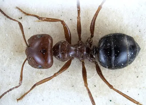 Melophorus turneri - ANTWEB1038579