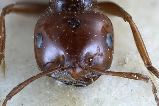 Melophorus turneri - ANTWEB1038579