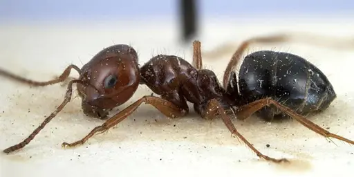 Melophorus turneri - ANTWEB1038579