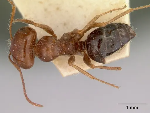 Melophorus turneri - CASENT0172012
